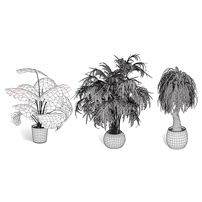 Realistic Indoor Palm Collection 3D model image 7