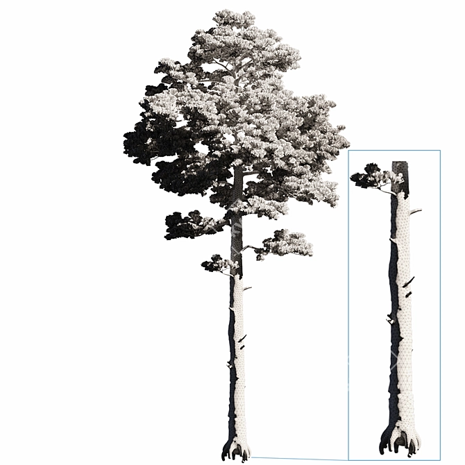 Tall Pine Tree Model with Textures 3D model image 3