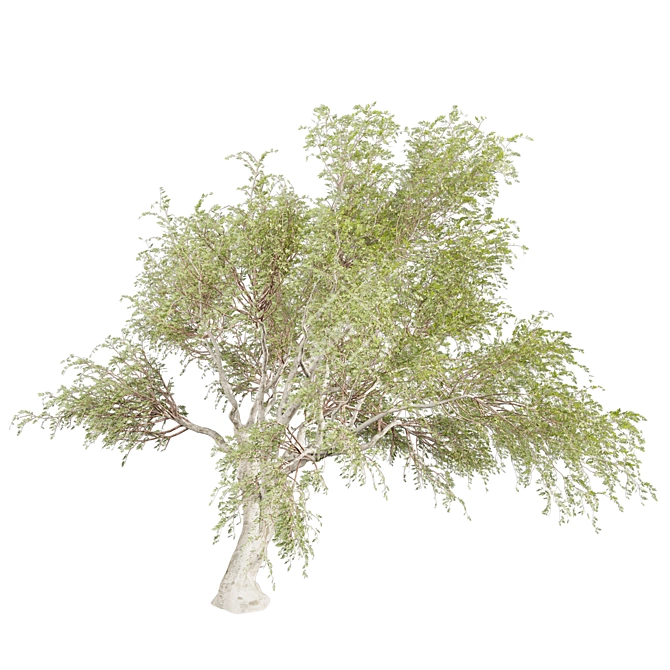 Premium Eucalyptus Camaldulensis Tree 3D model image 3