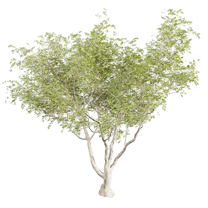 Premium Eucalyptus Camaldulensis Tree 3D model image 6