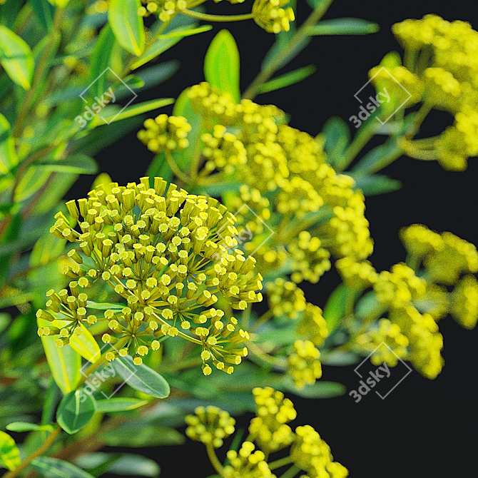 Bush Bupleurum Fruticosum Set 3D model image 6