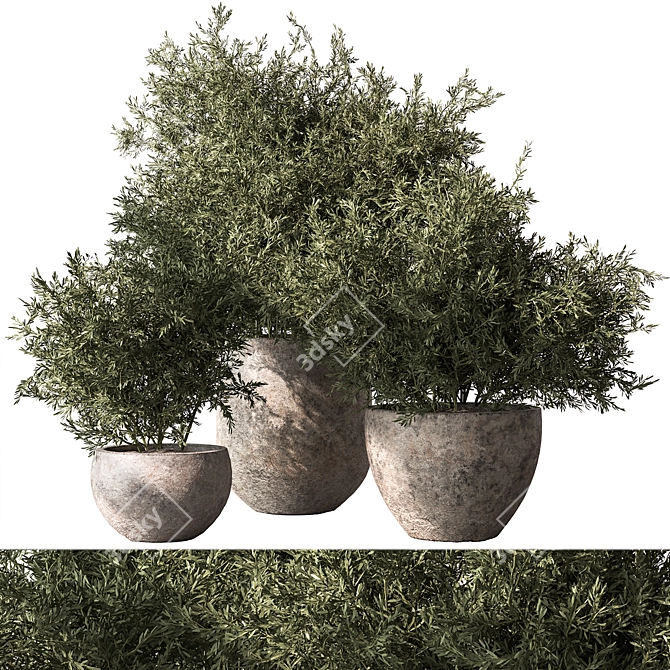 Bush in Pot 784 Display 3D model image 1