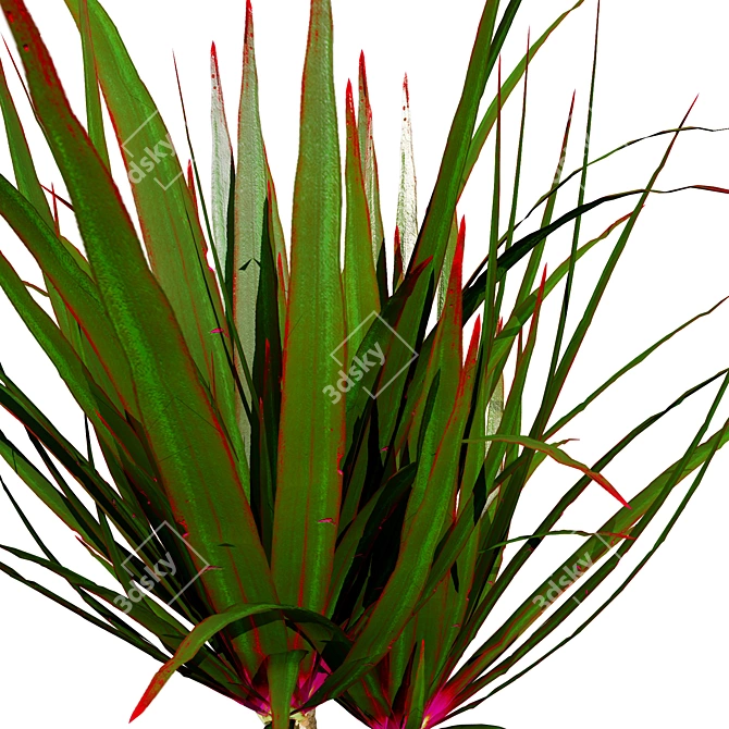 Indoor Dragon Palm Trees Set 3D model image 3