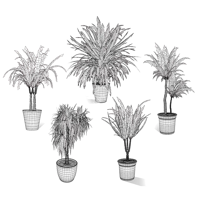 Indoor Dragon Palm Trees Set 3D model image 7