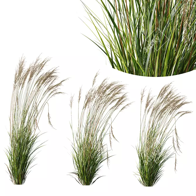 Grass Variety 3D Model Pack 3D model image 2