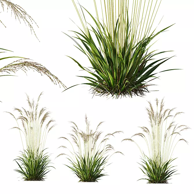 Grass Variety 3D Model Pack 3D model image 3