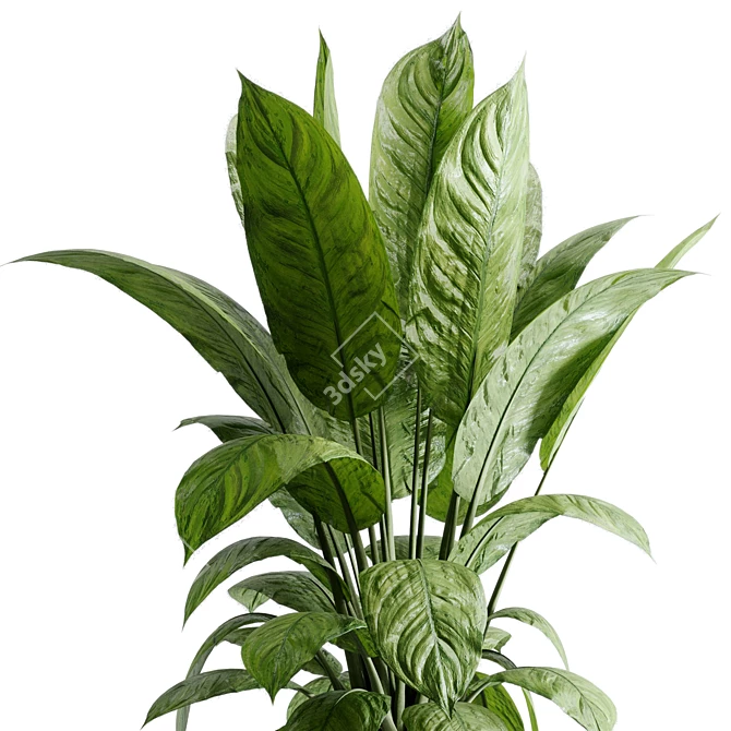 Marble Vase Dieffenbachia Maculata Set 3D model image 3