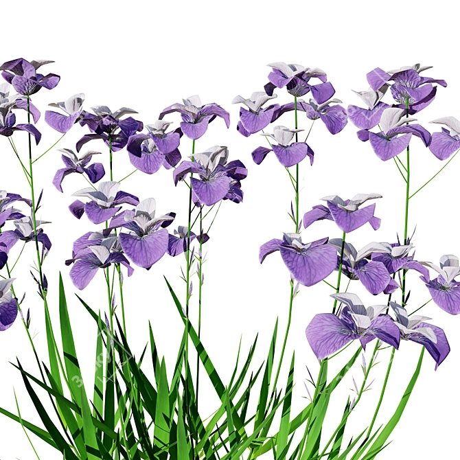 Blooming Iris Pallida 3D Model 3D model image 3