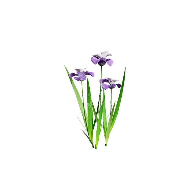 Blooming Iris Pallida 3D Model 3D model image 5