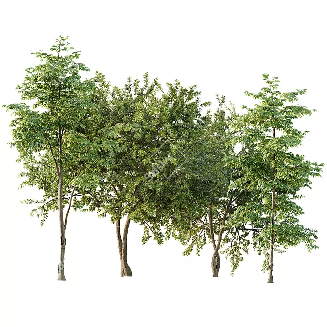 Summer Tree Models Collection 3D model image 1