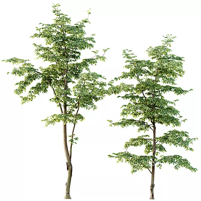 Summer Tree Models Collection 3D model image 2