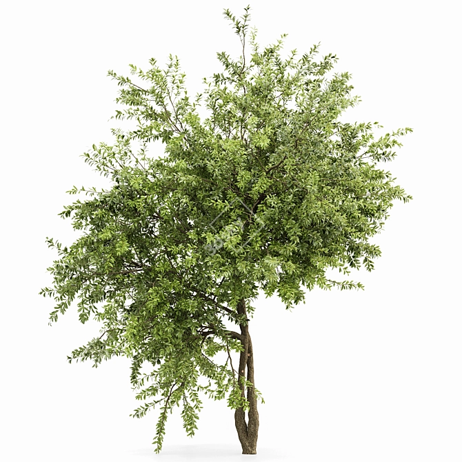 Summer Tree Models Collection 3D model image 5