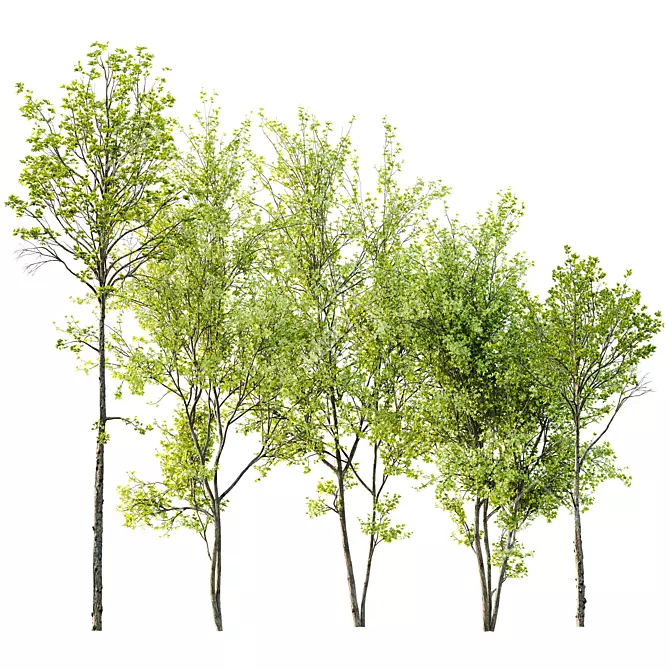 Spring Acer Tree Collection 3D 3D model image 1