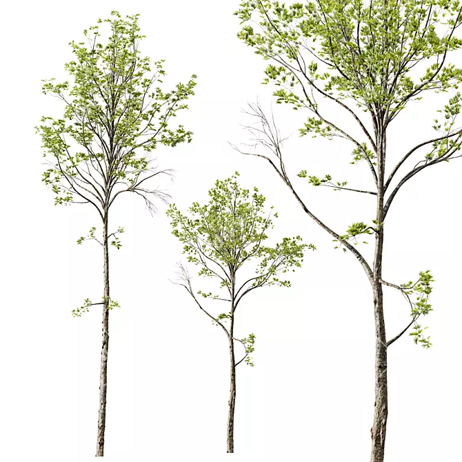 Spring Acer Tree Collection 3D 3D model image 2