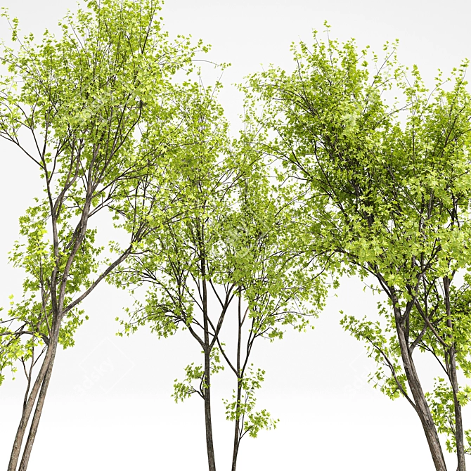 Spring Acer Tree Collection 3D 3D model image 3