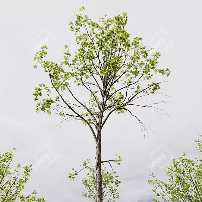 Spring Acer Tree Collection 3D 3D model image 5