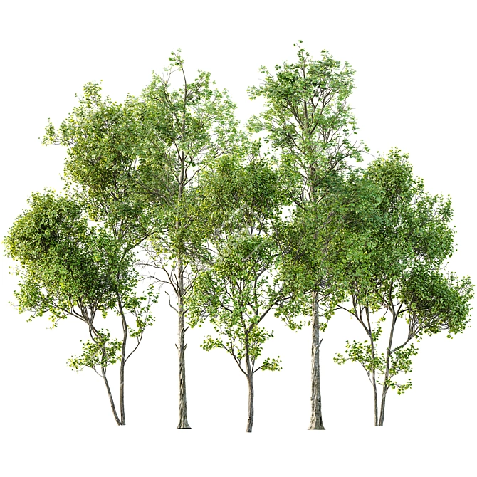 Spring Fagus Acer 3D Models 3D model image 1