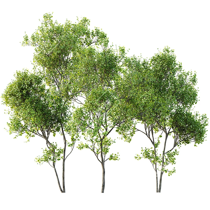 Spring Fagus Acer 3D Models 3D model image 3