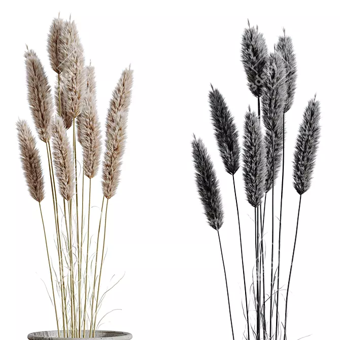 Boho Vibe Dried Pampas Decor 3D model image 4