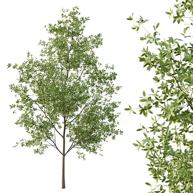 European Ash Tree Premium 3D Model 3D model image 2