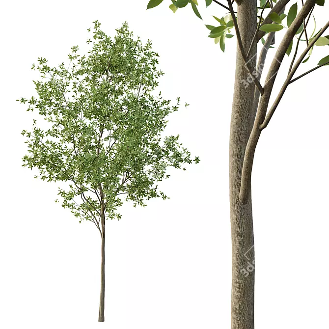 European Ash Tree Premium 3D Model 3D model image 3