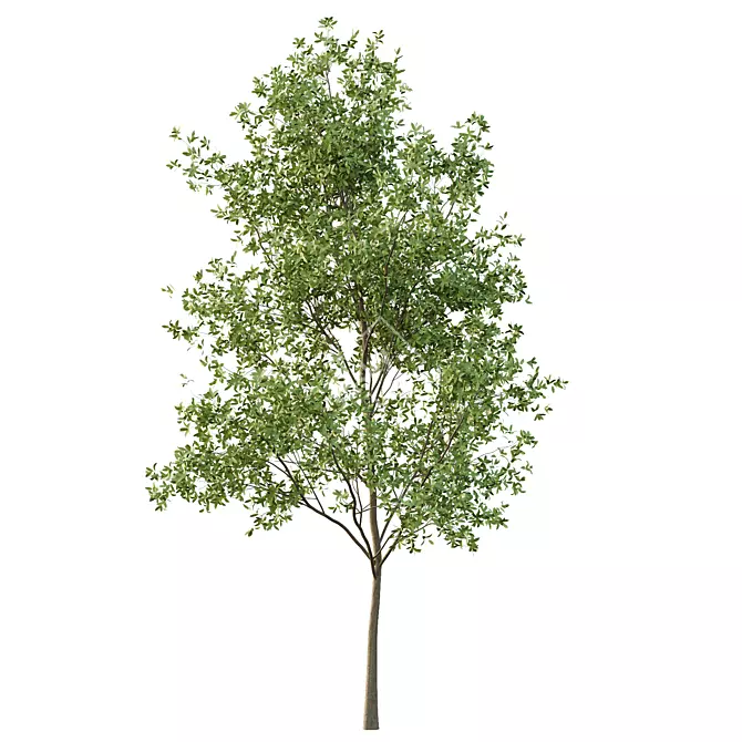 European Ash Tree Premium 3D Model 3D model image 5