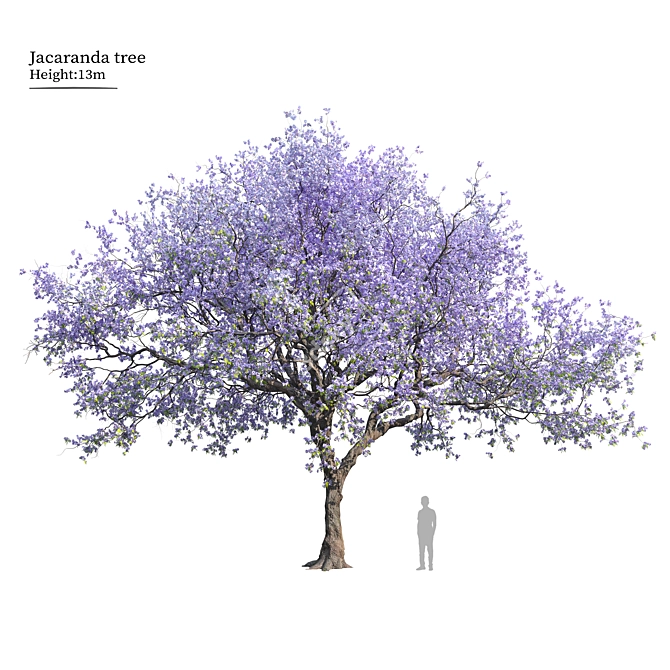 Jacaranda Mimosifolia 3D Tree Model 3D model image 1