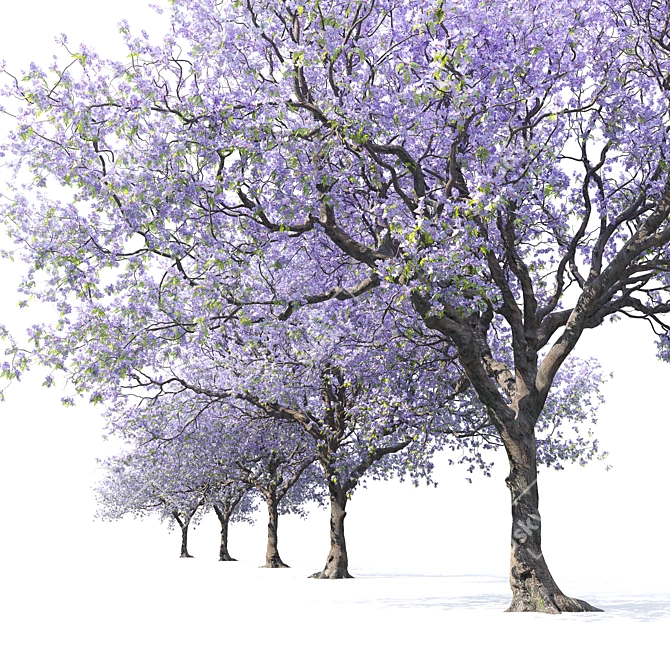 Jacaranda Mimosifolia 3D Tree Model 3D model image 2