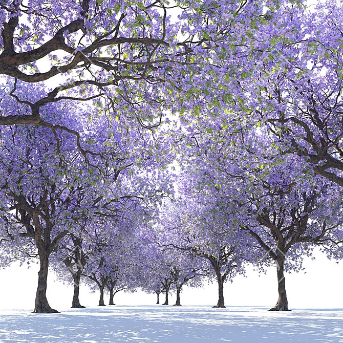 Jacaranda Mimosifolia 3D Tree Model 3D model image 3