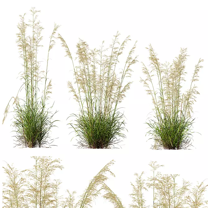 Golden Oats & Aurea Grass Duo 3D model image 2