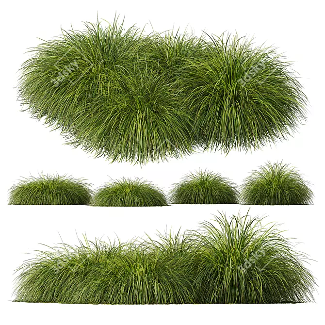 Golden Oats & Aurea Grass Duo 3D model image 3