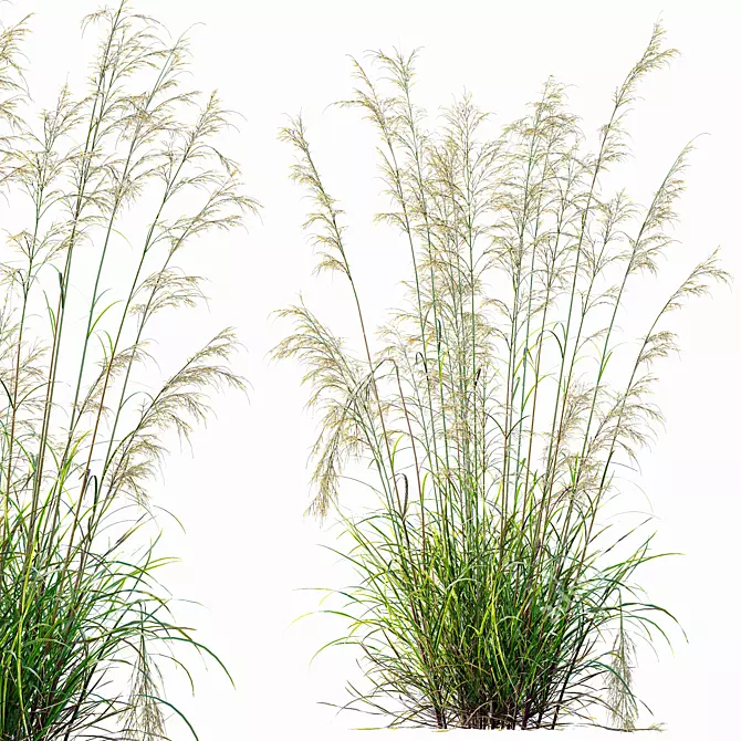 Golden Oats & Aurea Grass Duo 3D model image 4