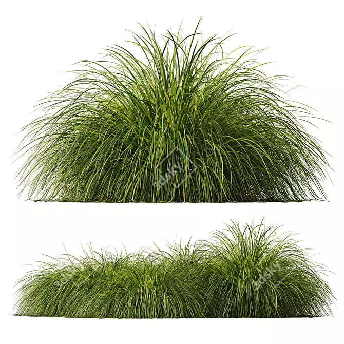 Golden Oats & Aurea Grass Duo 3D model image 5