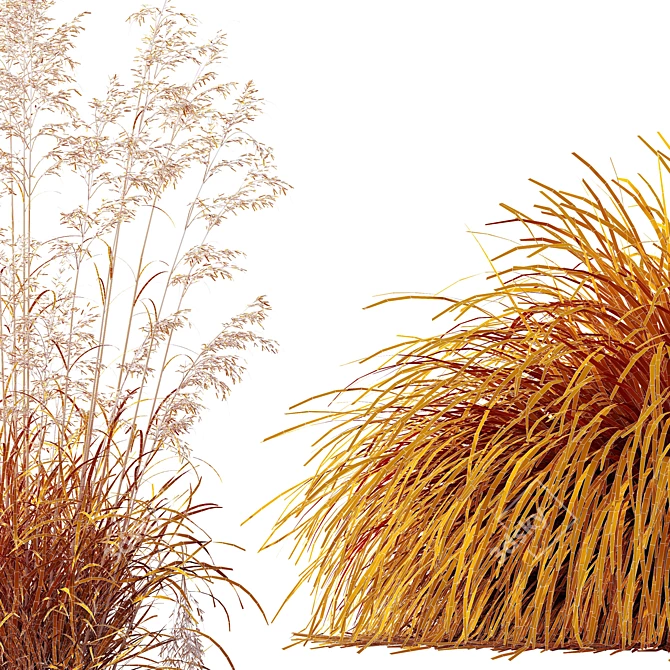 Golden Oats & Aurea Grass Duo 3D model image 6