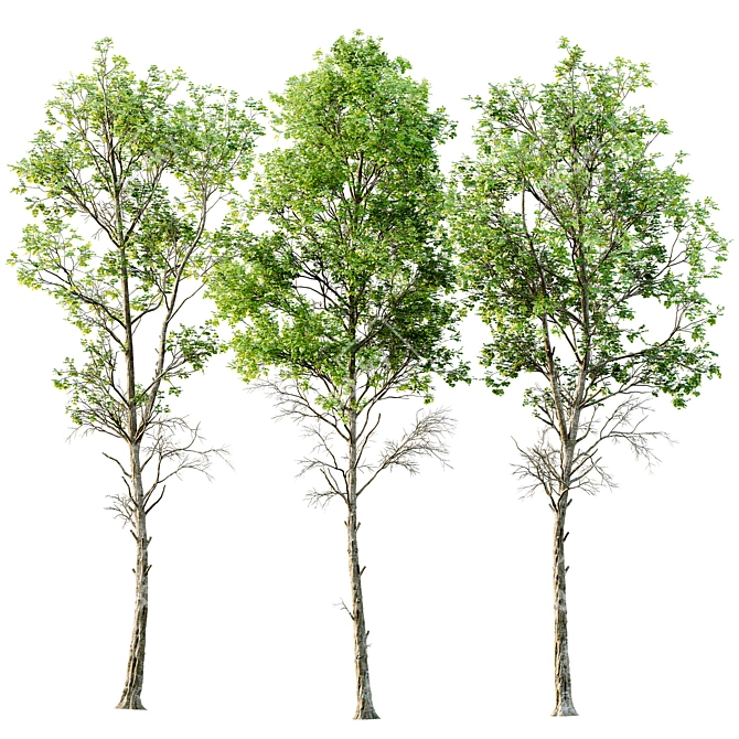  Fagus Sylvatica 3D Trees 3D model image 1