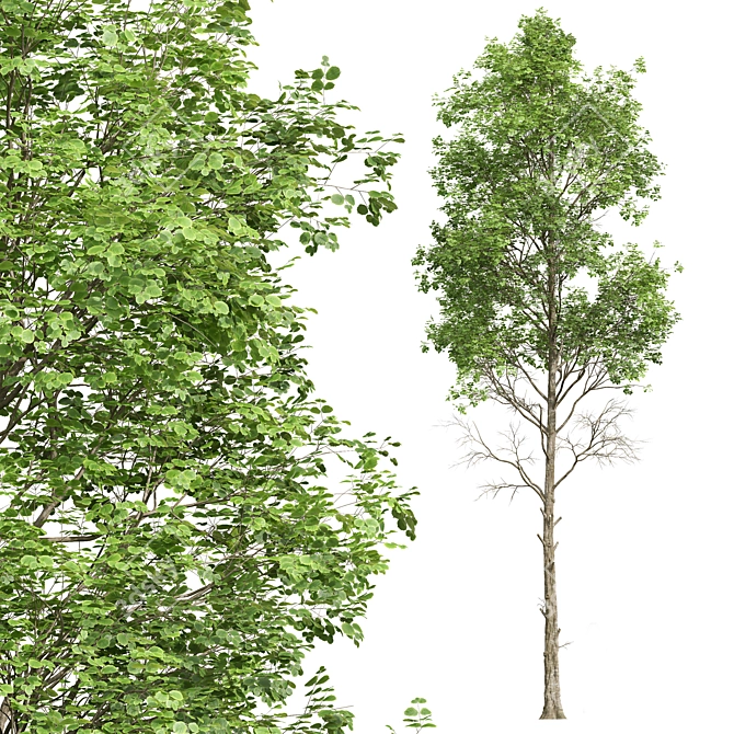  Fagus Sylvatica 3D Trees 3D model image 2