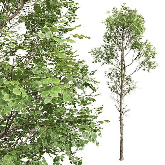  Fagus Sylvatica 3D Trees 3D model image 3