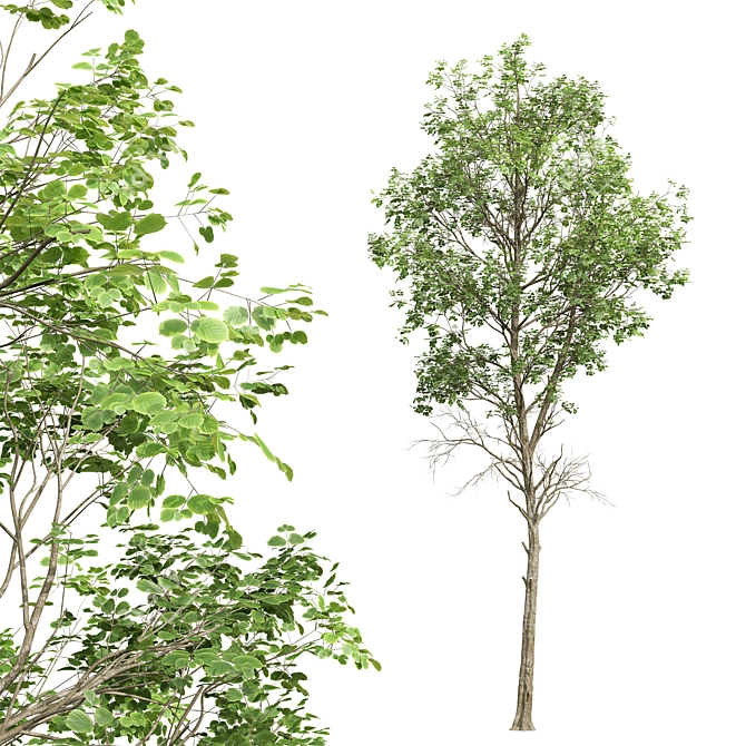  Fagus Sylvatica 3D Trees 3D model image 4