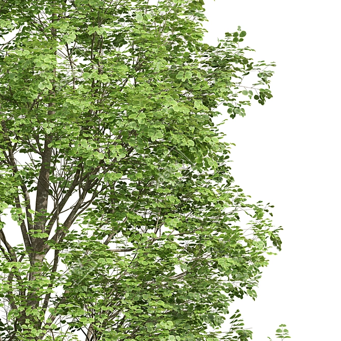  Fagus Sylvatica 3D Trees 3D model image 5