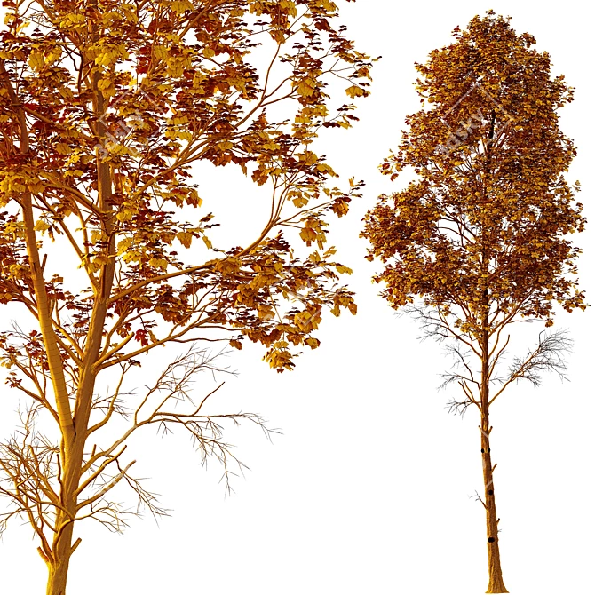  Fagus Sylvatica 3D Trees 3D model image 6