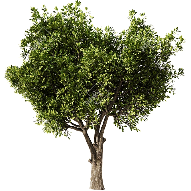 Elegant Olive Tree Set22 Model 3D model image 1