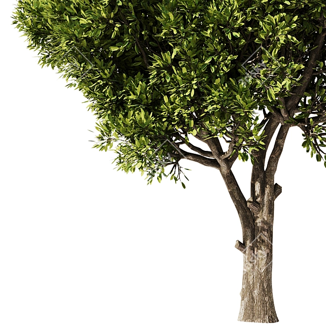 Elegant Olive Tree Set22 Model 3D model image 2