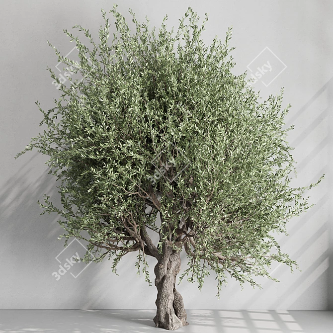 Vintage Olive Tree Ensemble 3D model image 1