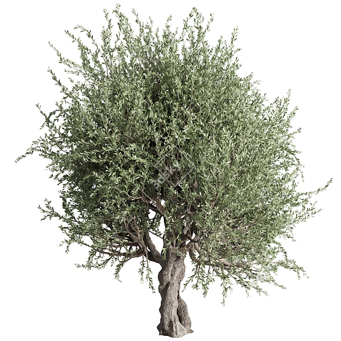 Vintage Olive Tree Ensemble 3D model image 2