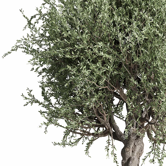 Vintage Olive Tree Ensemble 3D model image 3