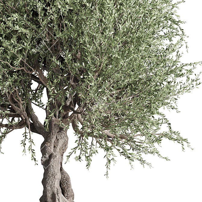 Vintage Olive Tree Ensemble 3D model image 4