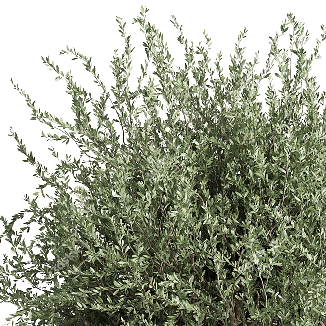 Vintage Olive Tree Ensemble 3D model image 5