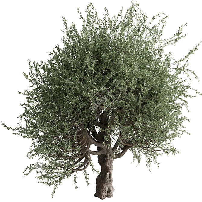 Vintage Olive Tree Ensemble 3D model image 6