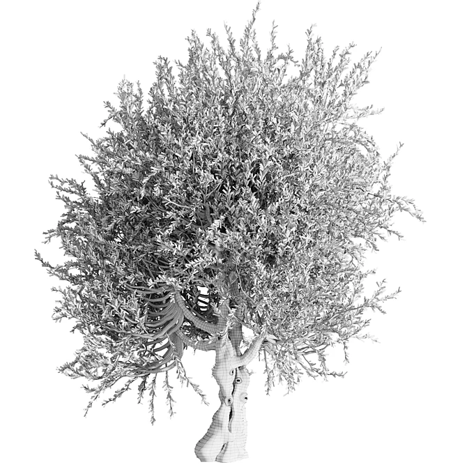 Vintage Olive Tree Ensemble 3D model image 7