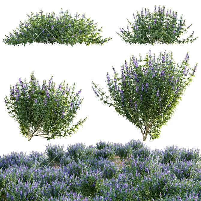 Versatile 3D Plant Models Collection 3D model image 1